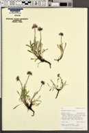 Erigeron gracilis image