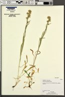 Erigeron lonchophyllus image