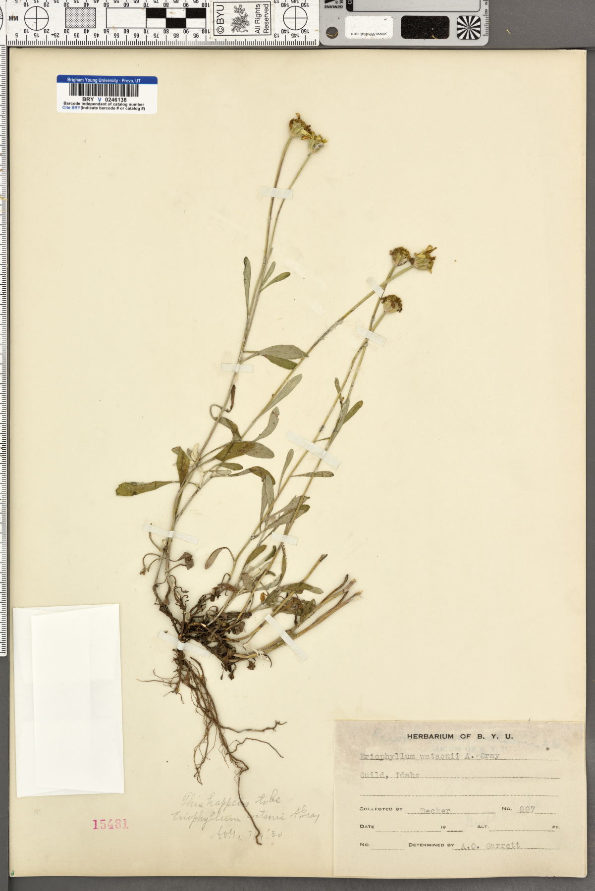 Eriophyllum watsonii image