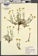 Eriophyllum lanatum var. lanatum image