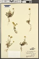 Eriophyllum watsonii image
