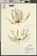 Eriophyllum lanosum image