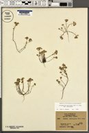Eriophyllum multicaule var. multicaule image