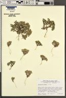 Eriophyllum pringlei image