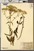Eupatorium album var. monardifolium image