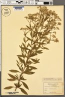 Eupatorium cuneifolium var. semiserratum image