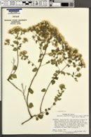 Ageratina calaminthifolia image