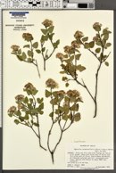 Ageratina calaminthifolia image
