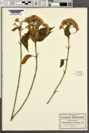 Eupatorium micranthum image