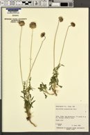 Gaillardia pinnatifida image