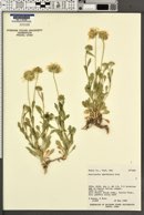 Gaillardia spathulata image