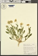 Gaillardia spathulata image