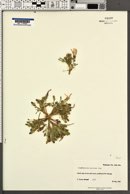 Glyptopleura setulosa image