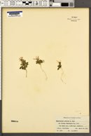 Glyptopleura setulosa image
