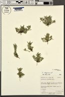 Gnaphalium exilifolium image