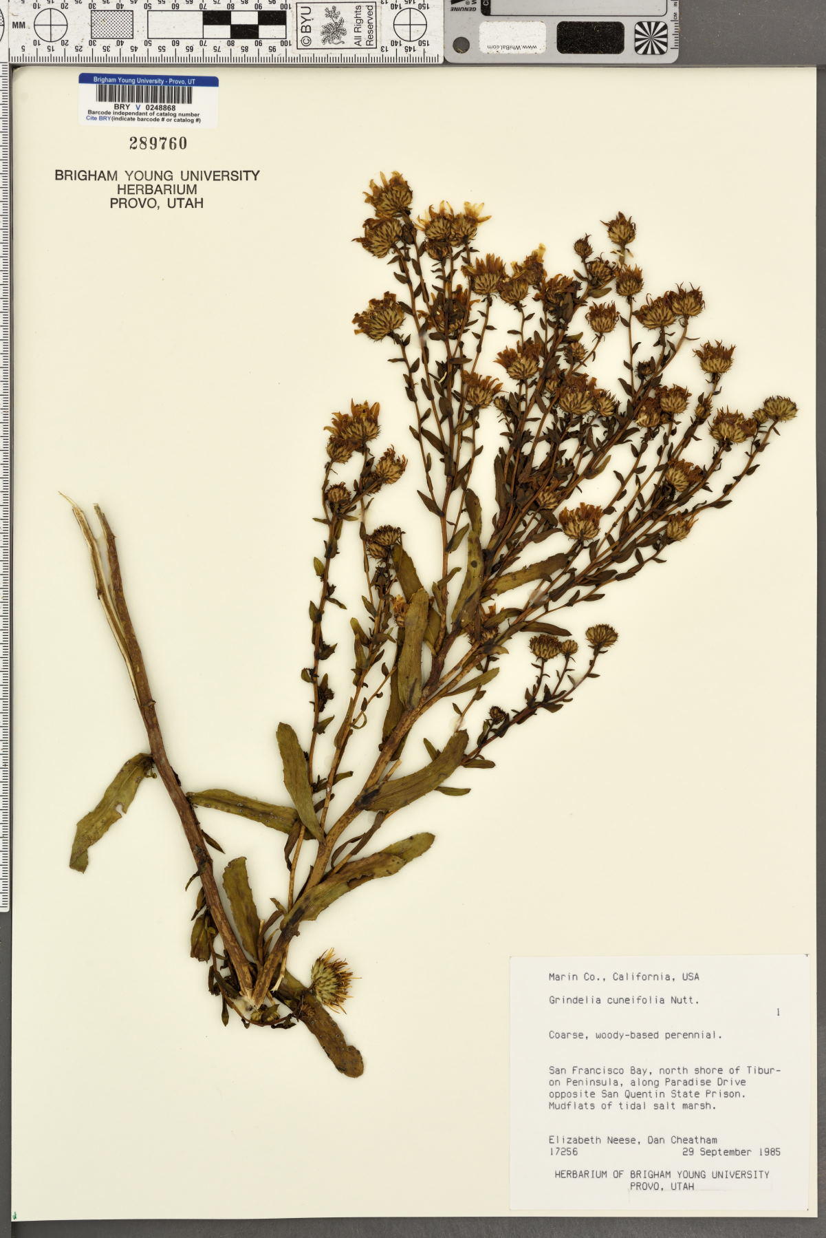 Grindelia cuneifolia image