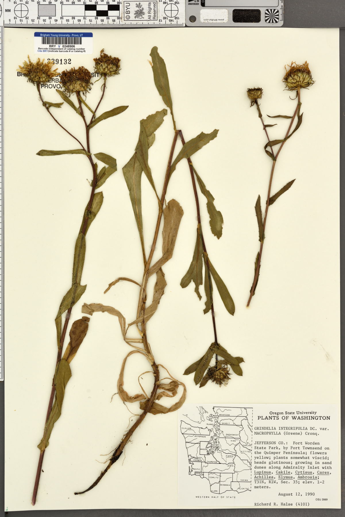Grindelia integrifolia var. macrophylla image