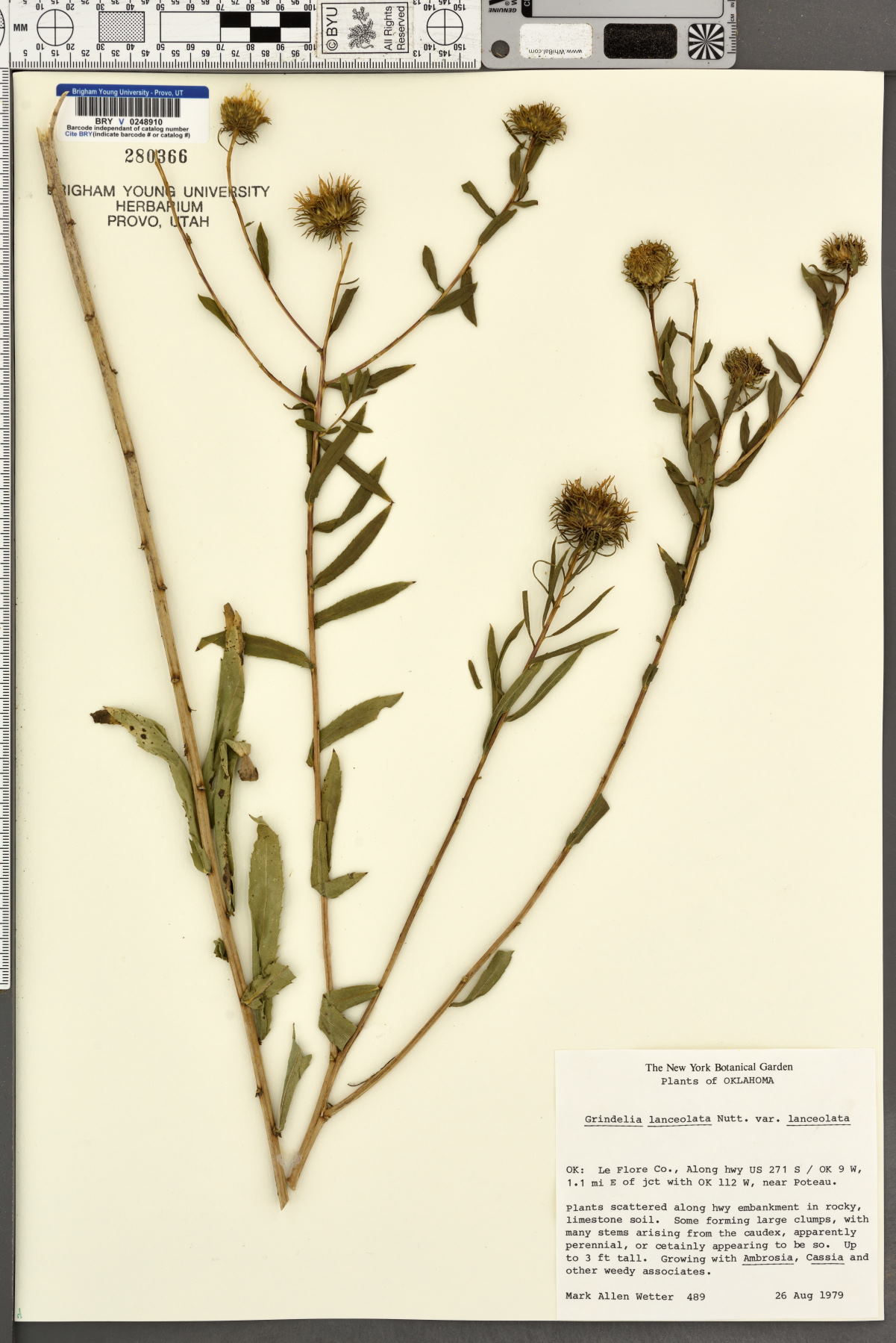 Grindelia lanceolata var. lanceolata image