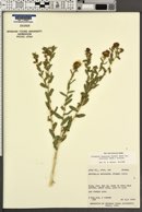 Grindelia squarrosa var. serrulata image