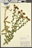 Grindelia squarrosa var. serrulata image