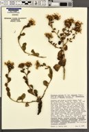 Grindelia stricta subsp. venulosa image