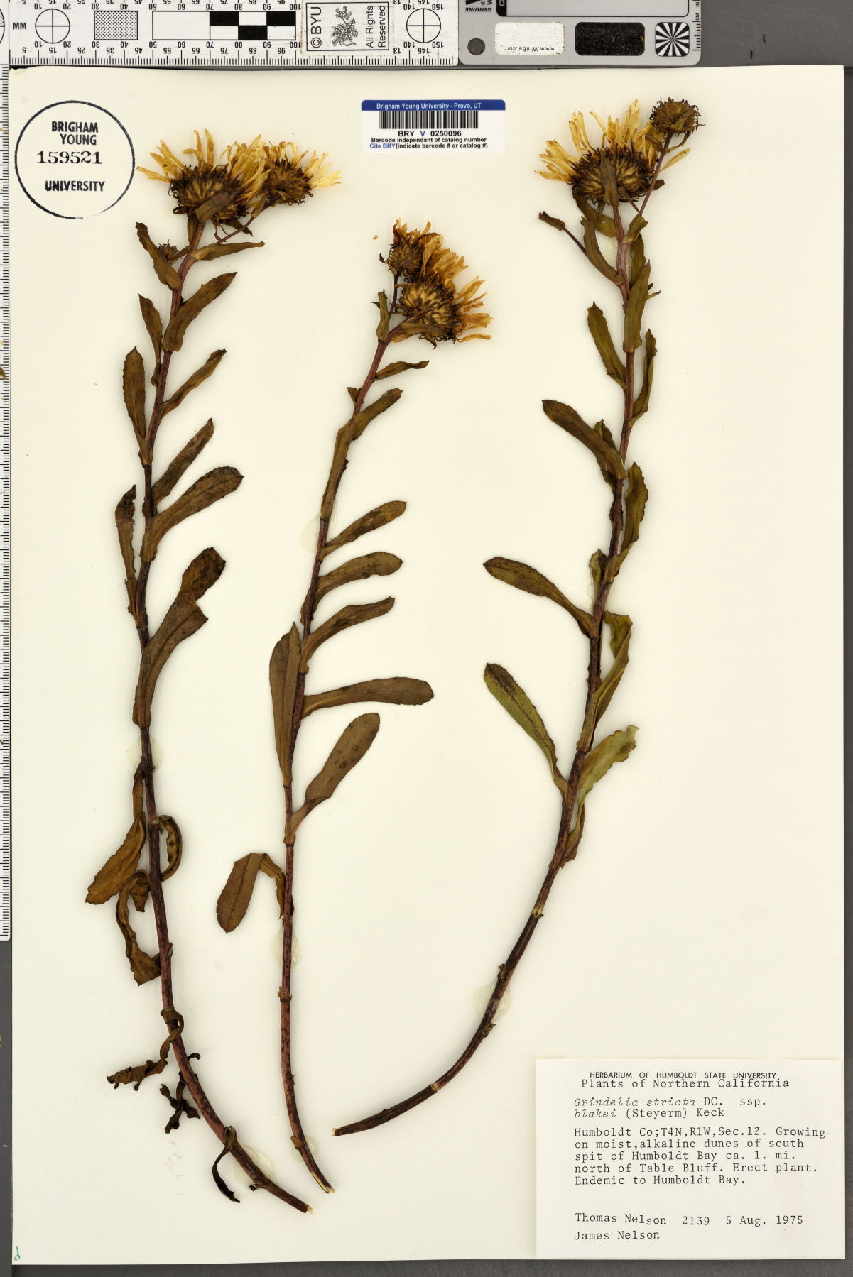 Grindelia stricta subsp. blakei image