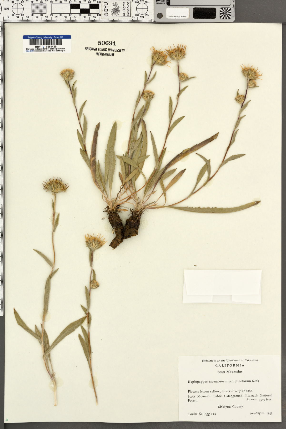 Haplopappus racemosus subsp. pinetorum image
