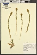 Pyrrocoma racemosa var. sessiliflora image
