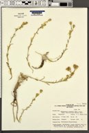 Pyrrocoma racemosa var. sessiliflora image