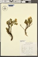 Ericameria suffruticosa image