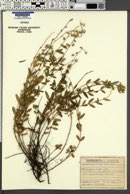 Image of Helianthemum ovatum
