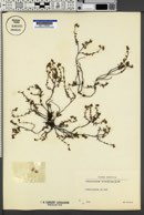 Image of Helianthemum oelandicum