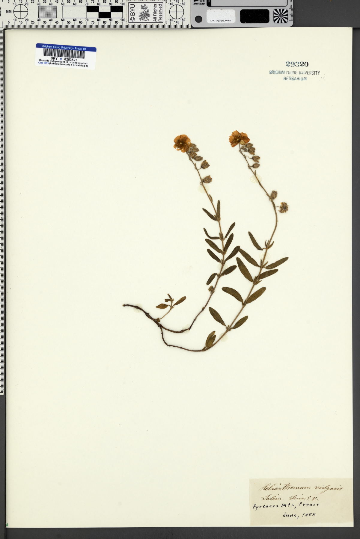Helianthemum nummularium subsp. obscurum image