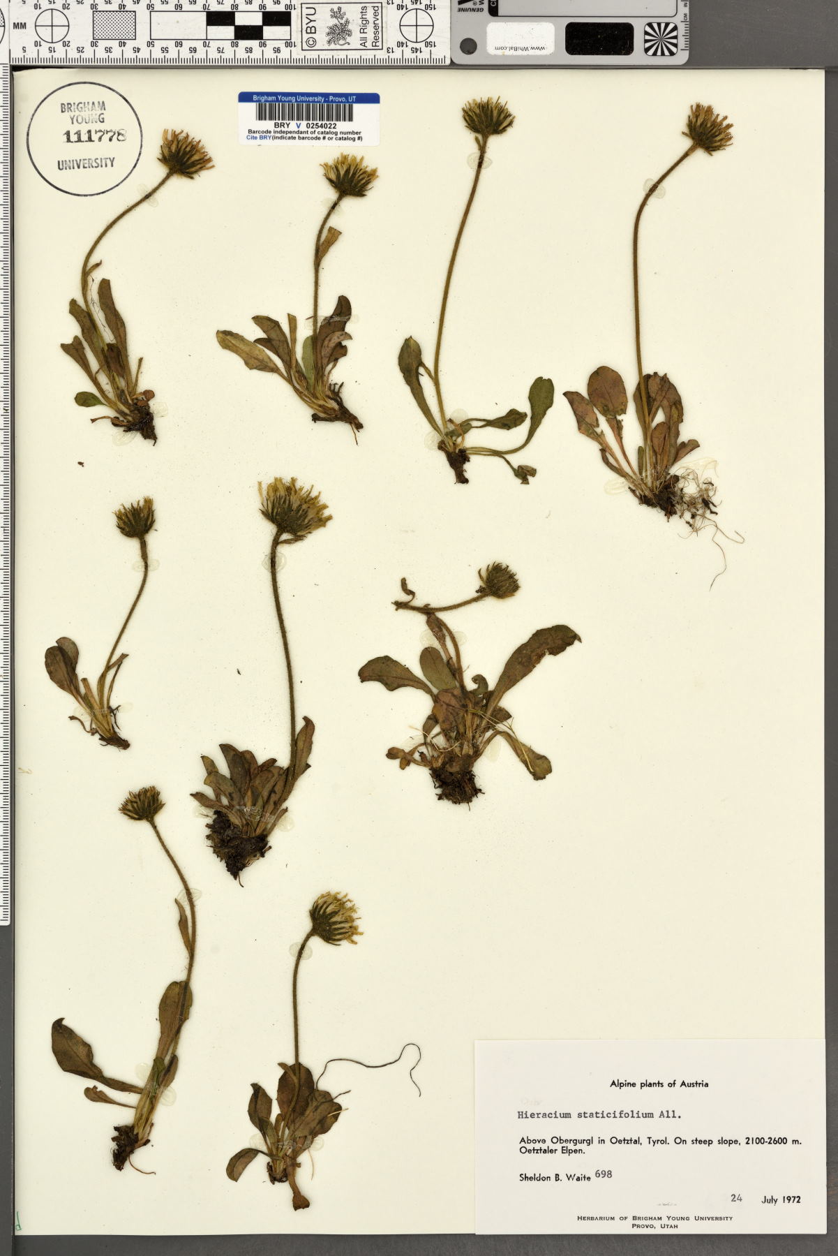 Tolpis staticifolia image