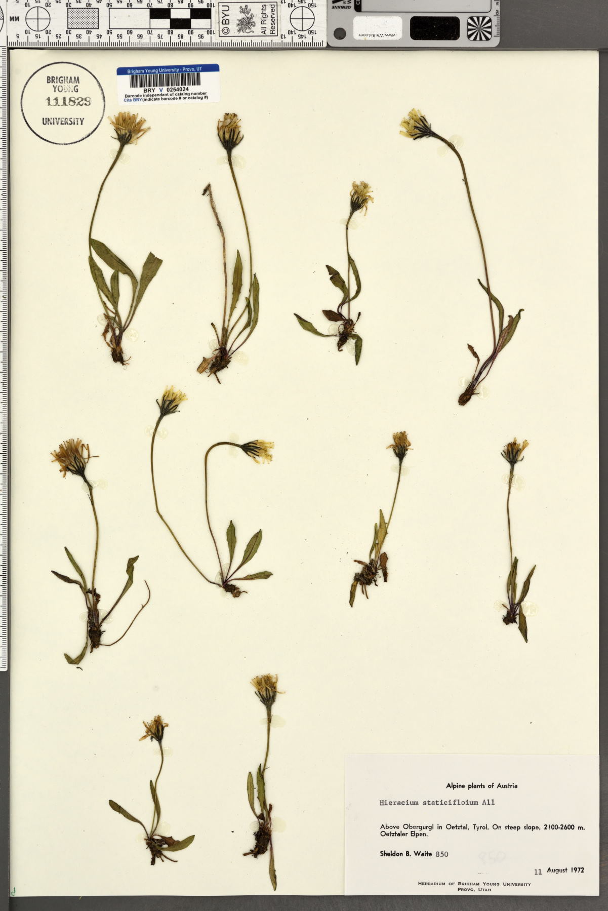 Tolpis staticifolia image