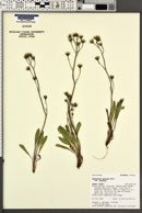 Hieracium gracile var. gracile image
