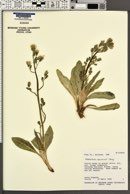 Hieracium crepidispermum image