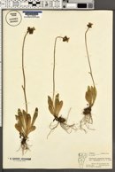 Hieracium praealtum var. decipiens image