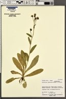 Image of Hieracium japonicum