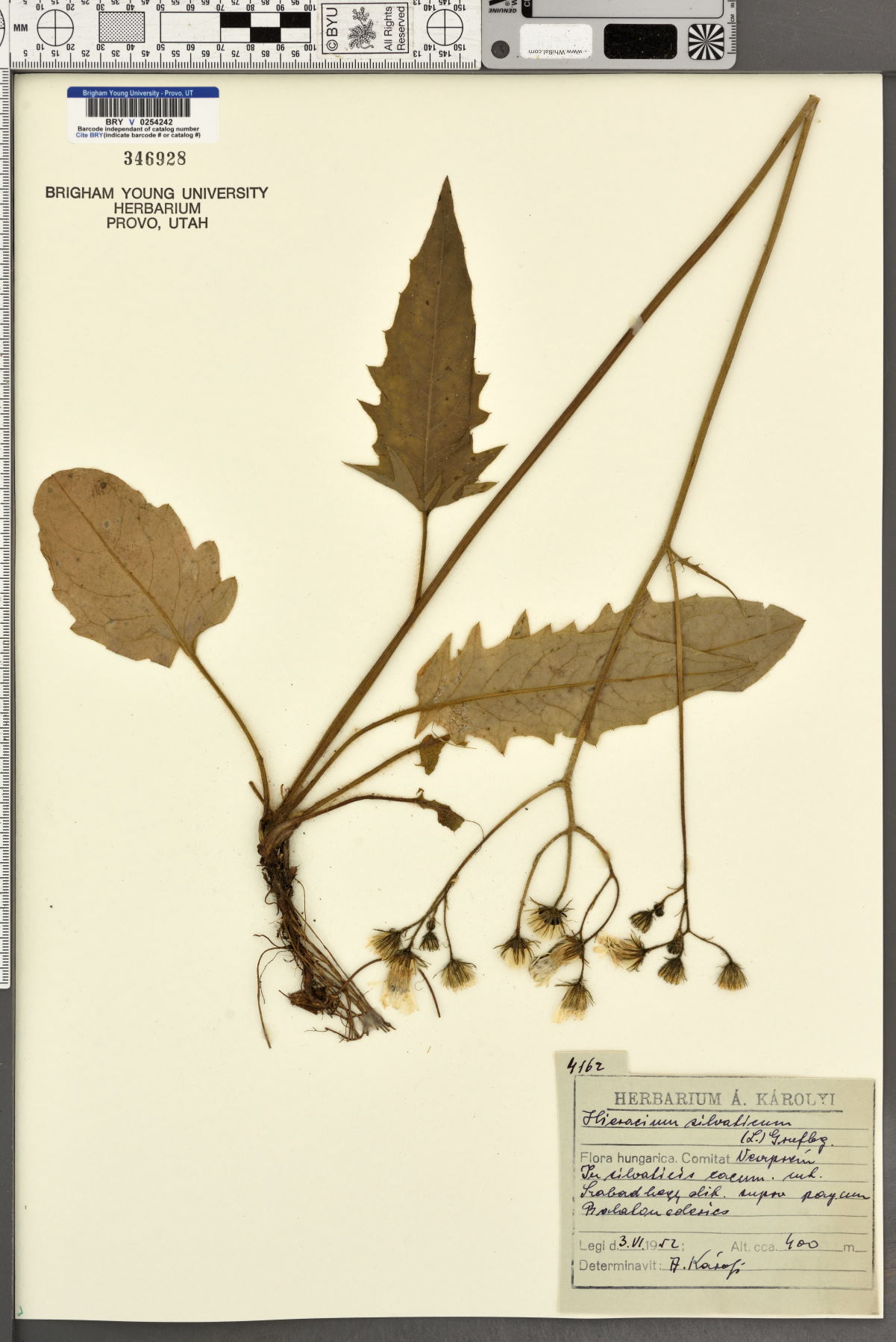 Hieracium laevigatum subsp. gothicum image