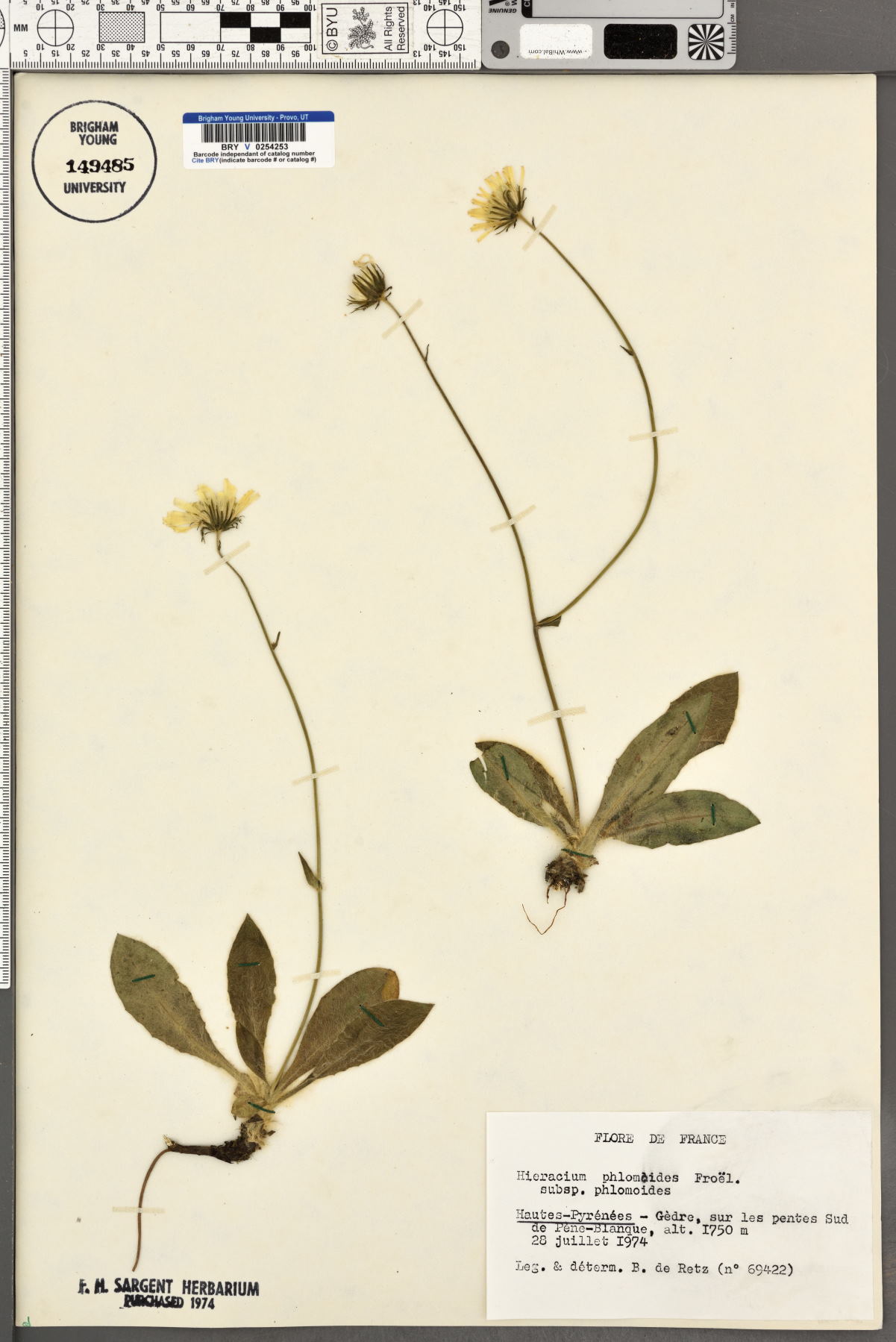Hieracium phlomoides image