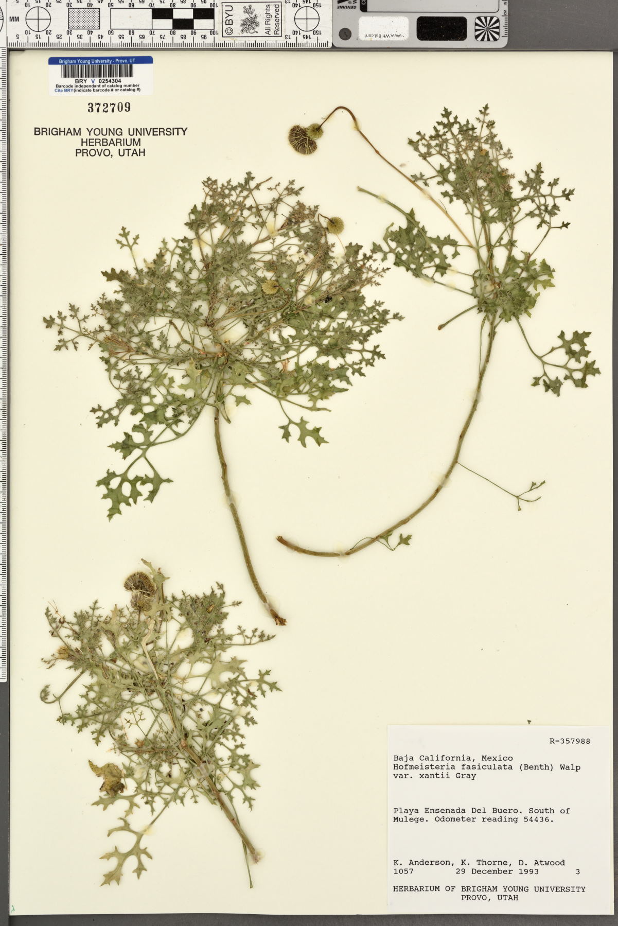 Hofmeisteria fasciculata var. xanti image