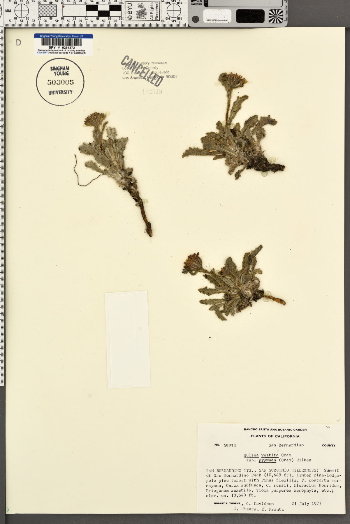 Hulsea vestita subsp. pygmaea image