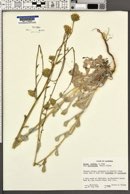 Hulsea vestita subsp. callicarpha image