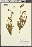 Hulsea vestita subsp. parryi image