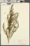 Ambrosia monogyra image