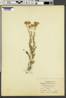 Hymenopappus filifolius var. cinereus image
