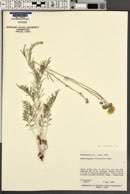 Hymenopappus filifolius image