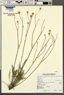 Hymenopappus filifolius var. nudipes image