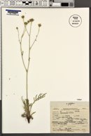 Hymenopappus filifolius var. nudipes image